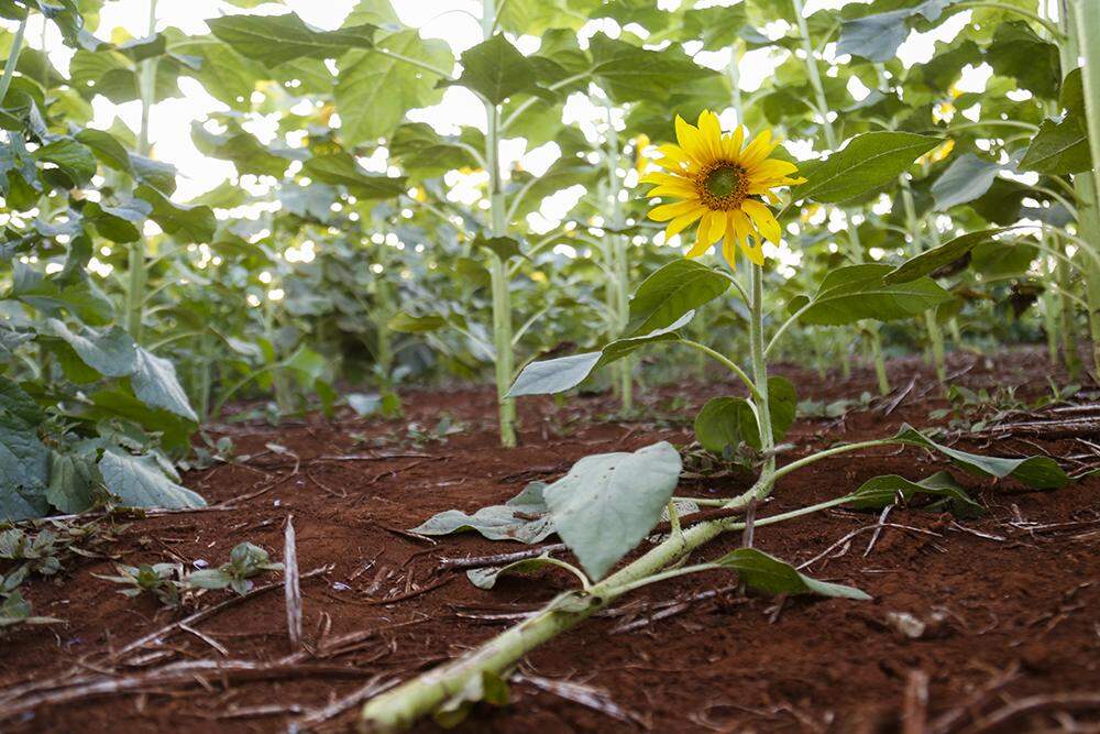 Flores arrancadas e pisoteadas. (Foto: Henrique Kawaminami)