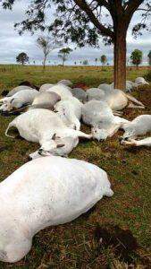 Queda de raio mata 32 cabeças de gados em fazenda no município de Batayporã