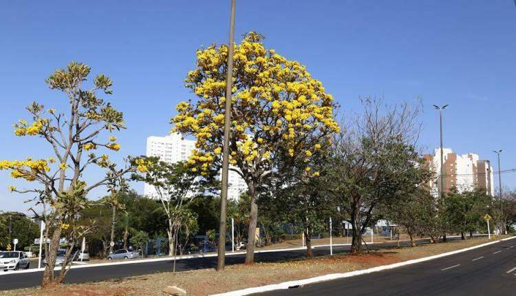 GALERIA: Florada de ipês-amarelos começa a colorir ruas de Campo Grande