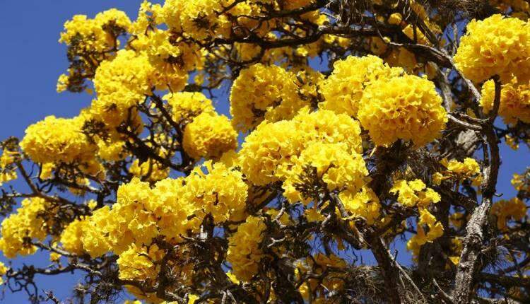 GALERIA: Florada de ipês-amarelos começa a colorir ruas de Campo Grande