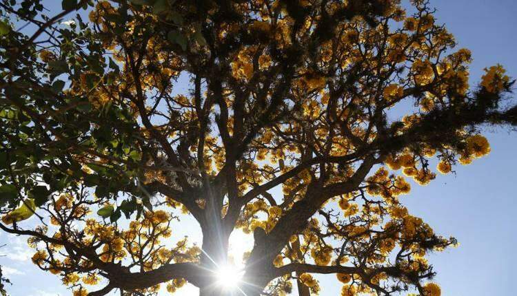 GALERIA: Florada de ipês-amarelos começa a colorir ruas de Campo Grande