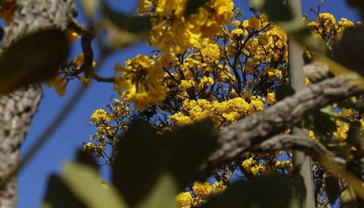 GALERIA: Florada de ipês-amarelos começa a colorir ruas de Campo Grande