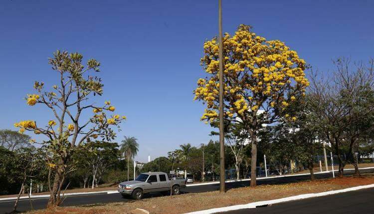 GALERIA: Florada de ipês-amarelos começa a colorir ruas de Campo Grande