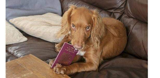 Cachorro come passaporte e família tem que cancelar viagem de férias