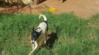 VÍDEO: cadela Bolinha se 'enterra' no quintal e resgate mobiliza Bombeiros em Campo Grande