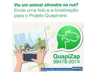 'Acho que vi um bichinho': serviço no WhatsApp pode salvar animais nas ruas de Campo Grande