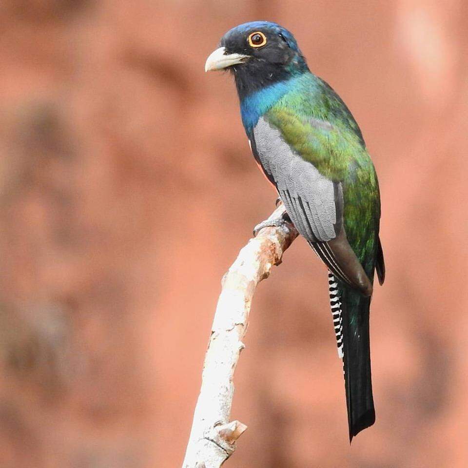 11 pássaros que você pode ver no Buraco das Araras, além das próprias araras