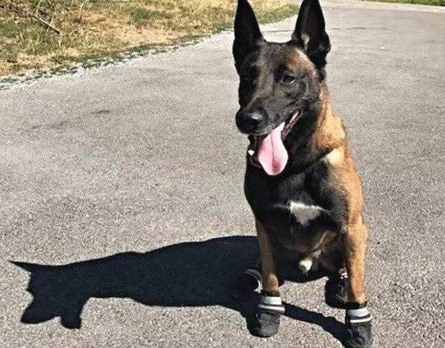 Com onda de calor,  polícia da Suíça faz campanha para que cachorros usem sapatos