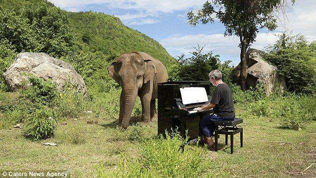 Pianista toca para elefanta que foi vítima de maus-tratos