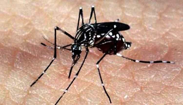 Com duas morte e mais de 1.400 notificações, Corumbá enfrenta caos devido à dengue