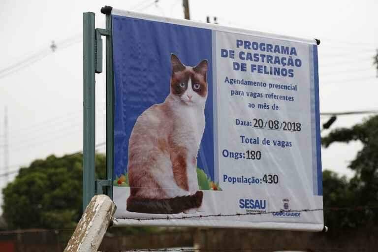 Donos de gatos madrugam na fila para agendar castração, mas têm resistência ao sistema online