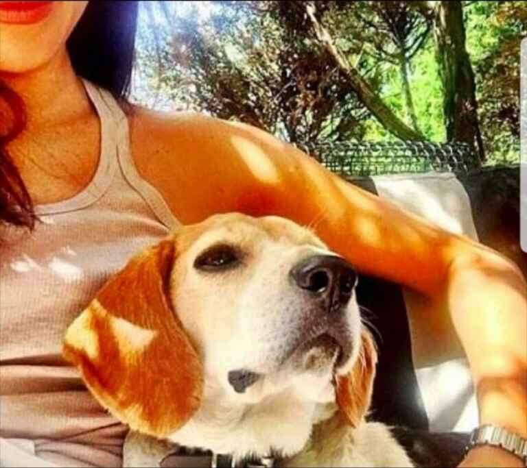 Cachorro adotado por Meghan Markle ganha biografia