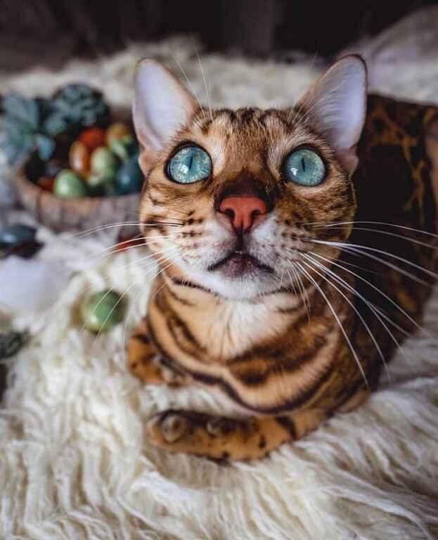 Conheça Suki, a gata viajante com mais de um milhão de seguidores no Instagram
