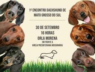Encontro na Orla Morena reúne apaixonados por cães da raça “salsicha”