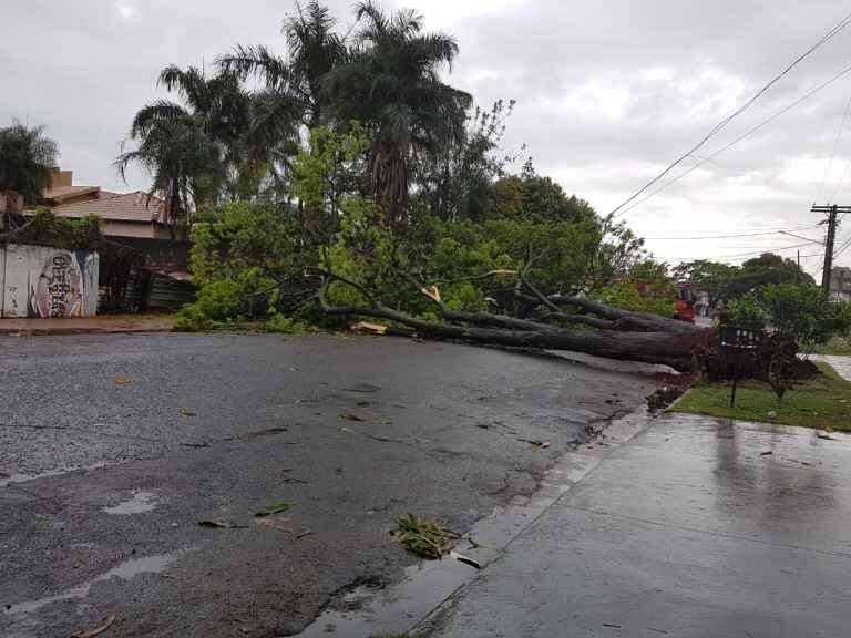 Chuva e ventos fortes derrubam árvores em Campo Grande