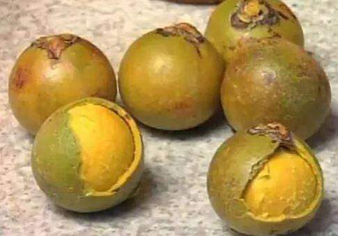 Este bolo de bocaiuva, feito a partir da farinha do fruto, é delicioso e nutritivo