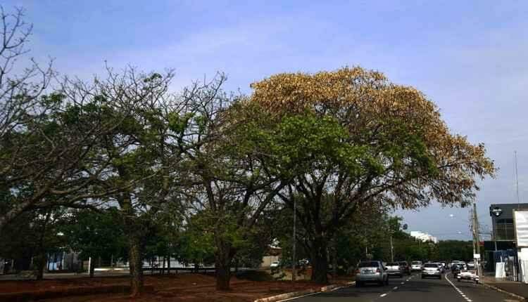 Com quase 230 mil árvores, Campo Grande é uma das capitais mais arborizadas do país