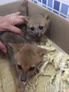 Dois filhotes de raposa são resgatados e três morrem após chuva alagar toca