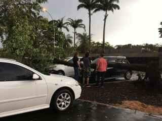 Tempestade derruba árvore em quatro carros na UFMS