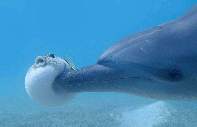 Golfinhos usam toxina de baiacus para ficarem drogados.