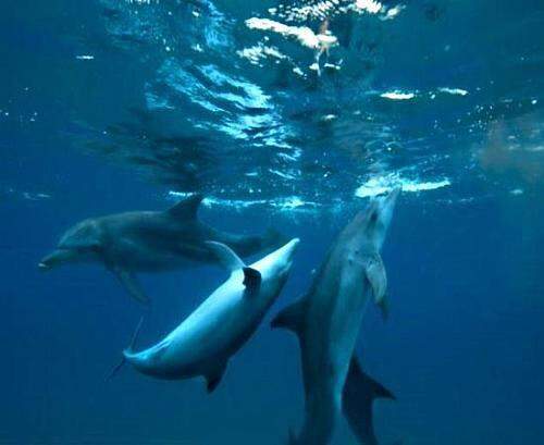 Golfinhos usam toxina de baiacus para ficarem drogados.