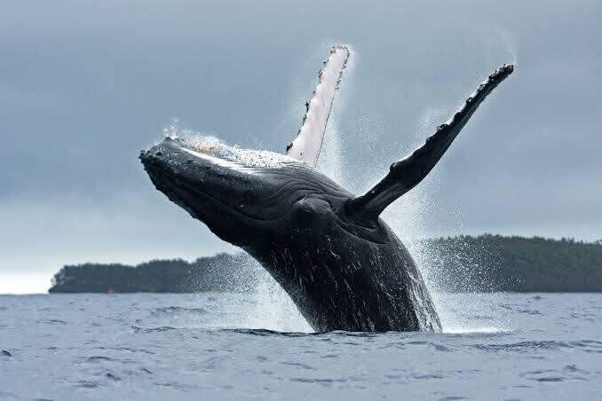 As baleias gastam 80% de seu dia comendo.