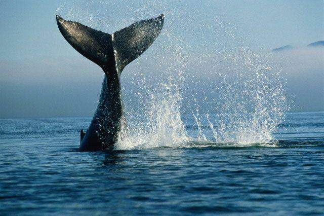 As baleias gastam 80% de seu dia comendo.