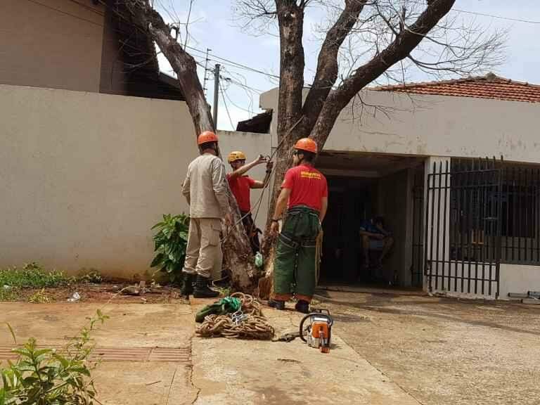 Após temporal, moradores aguardam retirada de árvores derrubadas