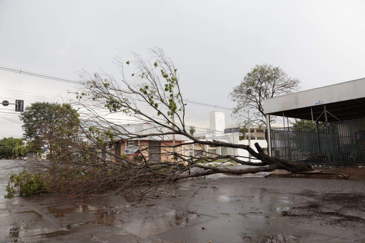 Pancada de chuva e ventos fortes derrubaram árvores em Campo Grande