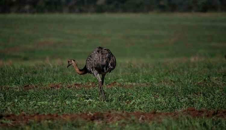 Turismo além de Bonito: conheça cinco cidades para visitar em MS