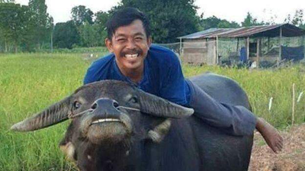Agricultor viralizou na internet graças às selfies com seu amigo búfalo.
