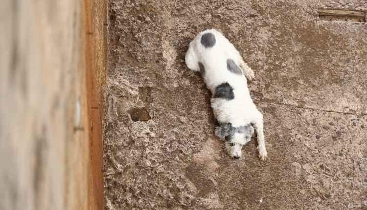 Cachorro cai em córrego no centro e mobiliza Bombeiros em Campo Grande