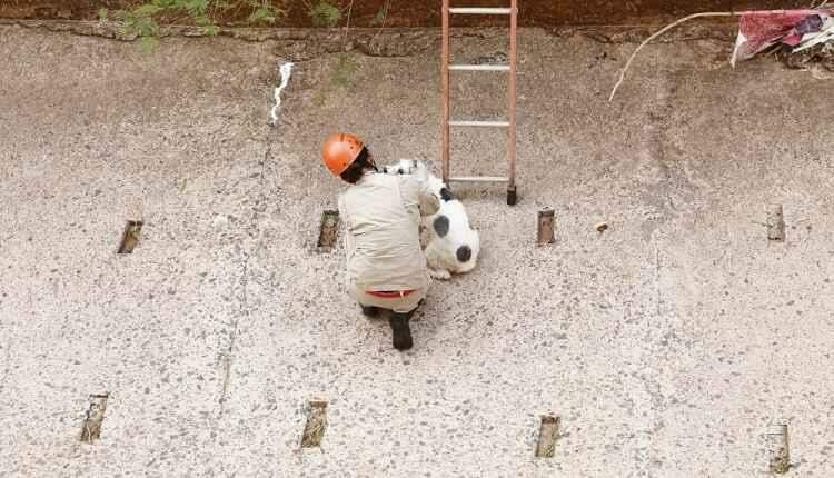 Cachorro cai em córrego no centro e mobiliza Bombeiros em Campo Grande