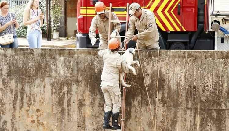 Cachorro cai em córrego no centro e mobiliza Bombeiros em Campo Grande