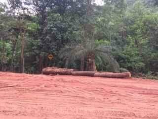 Após denúncia de desmatamento na MS-450, Agesul investiga venda de madeira