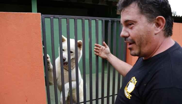 Hotel, babá e aplicativo: veja opções para deixar seu pet durante as festas de fim de ano