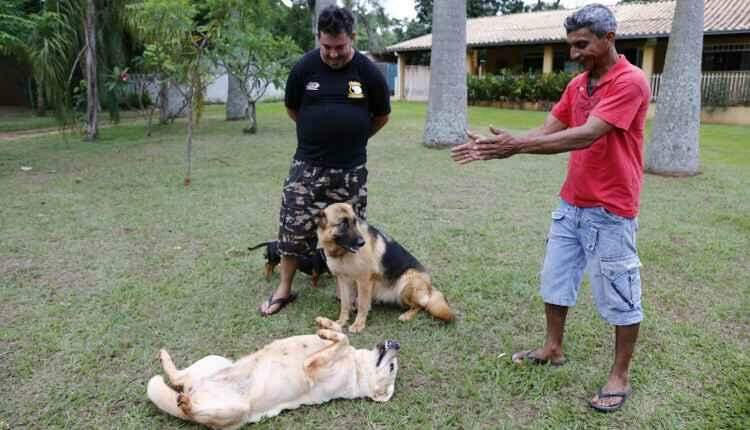 Hotel, babá e aplicativo: veja opções para deixar seu pet durante as festas de fim de ano