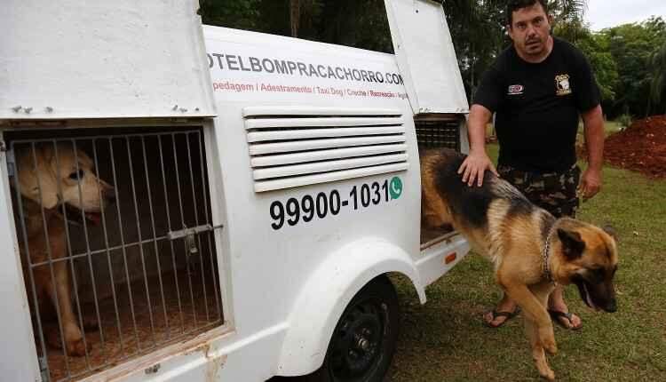 Hotel, babá e aplicativo: veja opções para deixar seu pet durante as festas de fim de ano