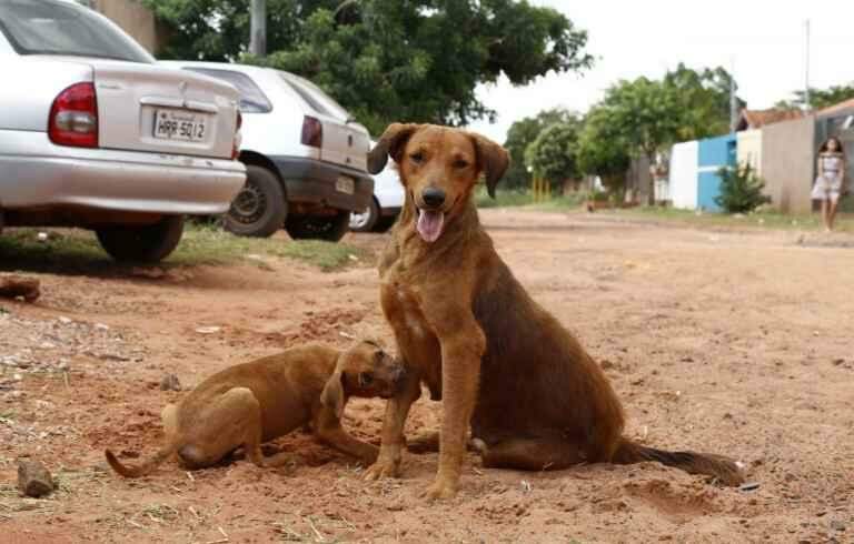 Maus-tratos contra os animais: você sabe quais casos cabem denúncias?