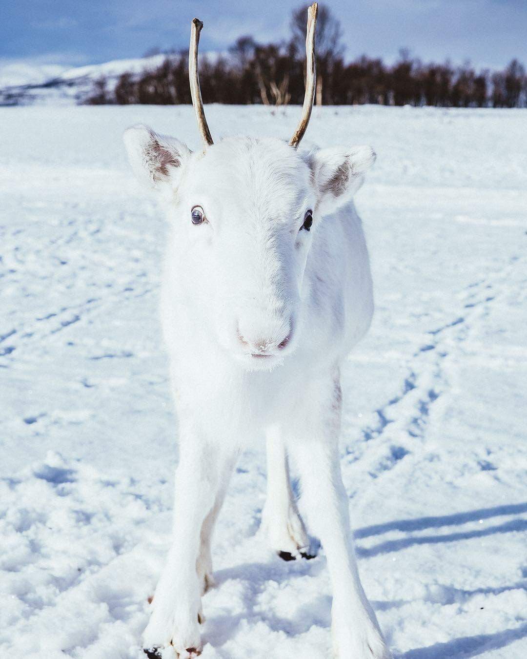 Filhote raro de rena branca é fotografado 'camuflado' na neve na Noruega.
