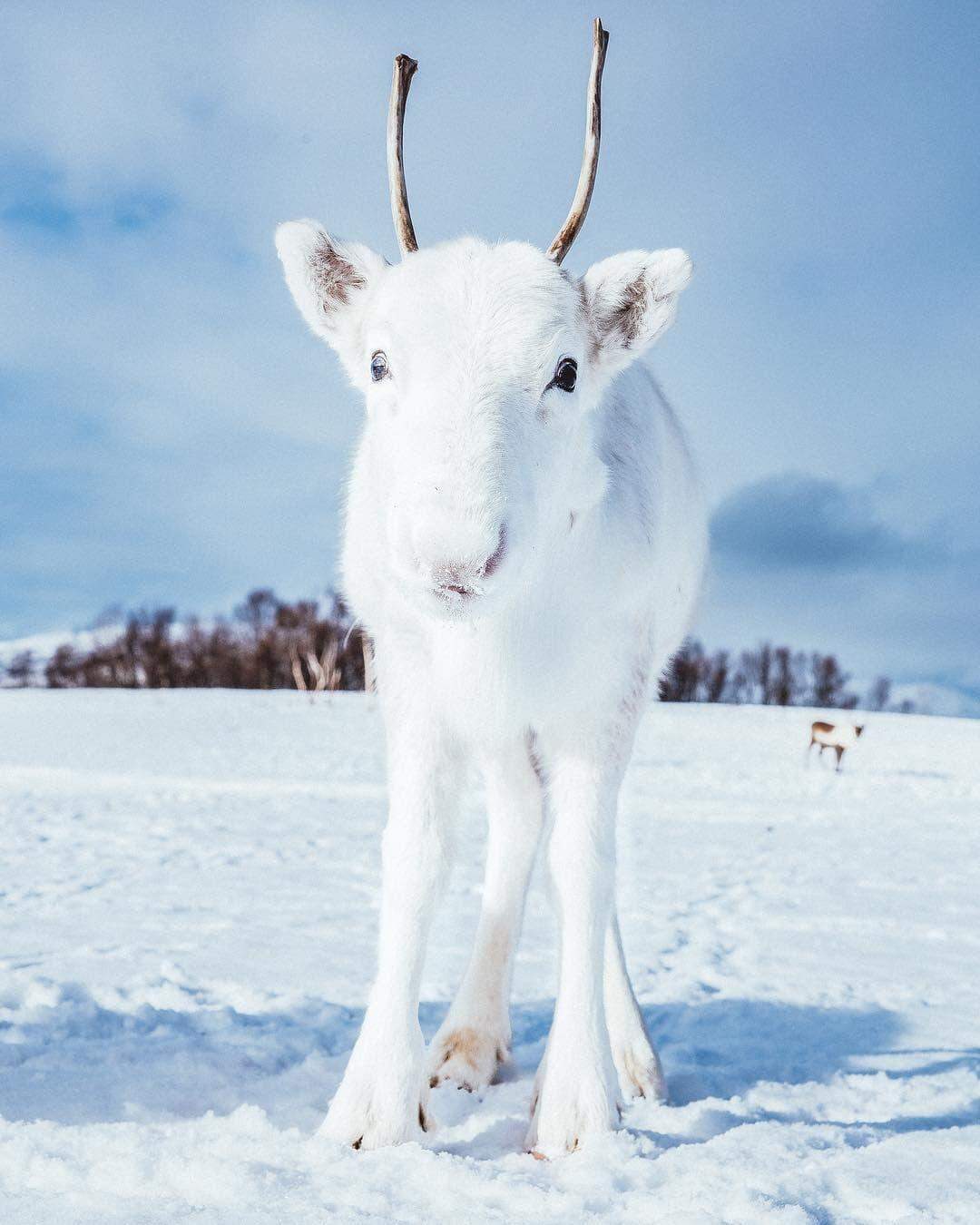 Filhote raro de rena branca é fotografado 'camuflado' na neve na Noruega.