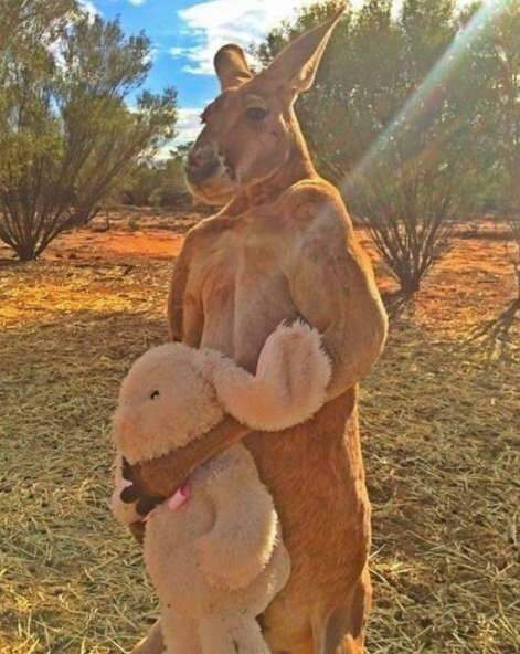 Morre Roger, o canguru lendário, residente do The Kangaroo Sanctuary.