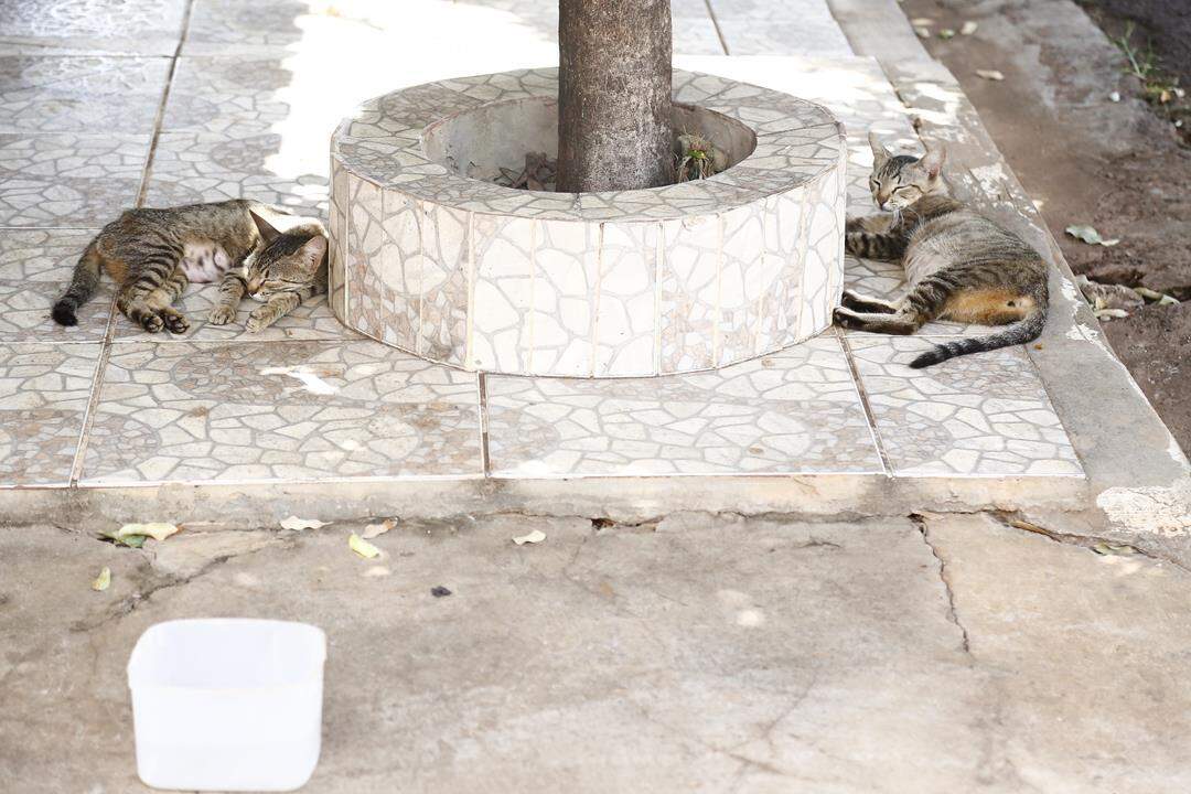 Colônia de gatos vira problema crônico em bairros de Campo Grande