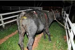 Vaca na pista causa acidente entre Corsa e Hilux