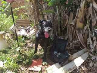 Polícia usa cão farejador e encontra droga escondida em terreno próximo a presídio