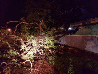 Carros e muro de escola ficam destruídos com quedas de árvores e placa durante chuva na Capital