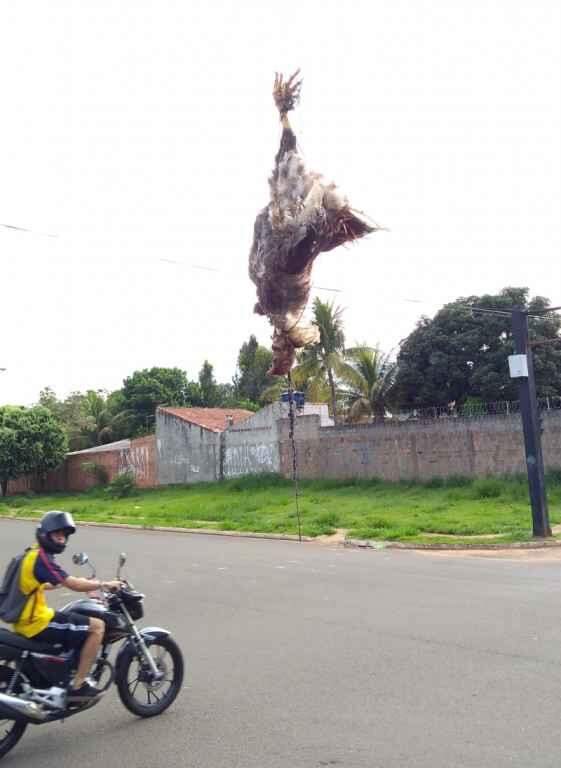 Galinha morta é pendurada em semáforo e chama atenção de quem passa pela Vila Popular