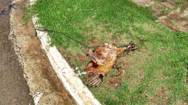 Galinha morta é pendurada em semáforo e chama atenção de quem passa pela Vila Popular