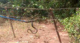 ‘Invasão de cobras': Em  8 dias, quatro serpentes foram encontradas em cidade de MS