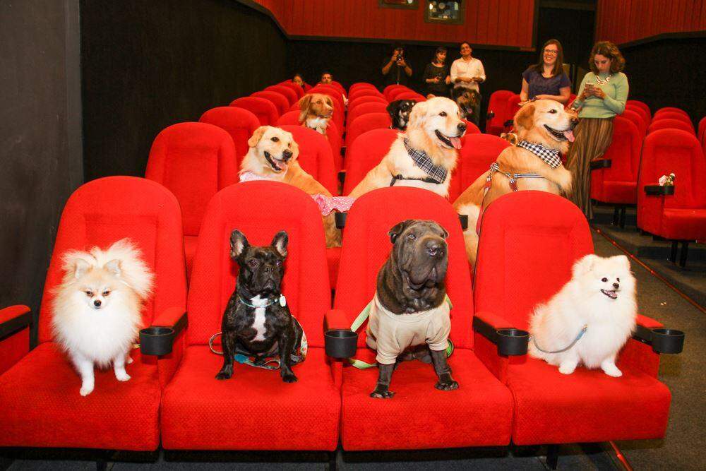Cachorros ganham sessão de cinema exclusiva em shopping de São Paulo